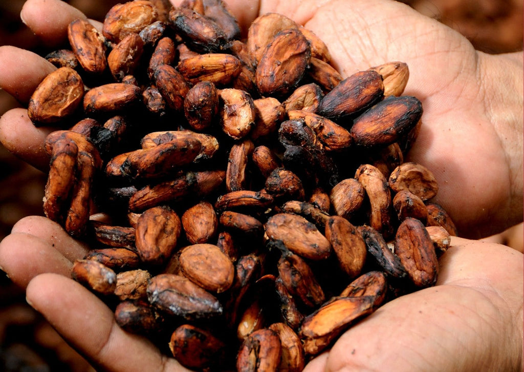 Absolème les bienfaits du cacao
