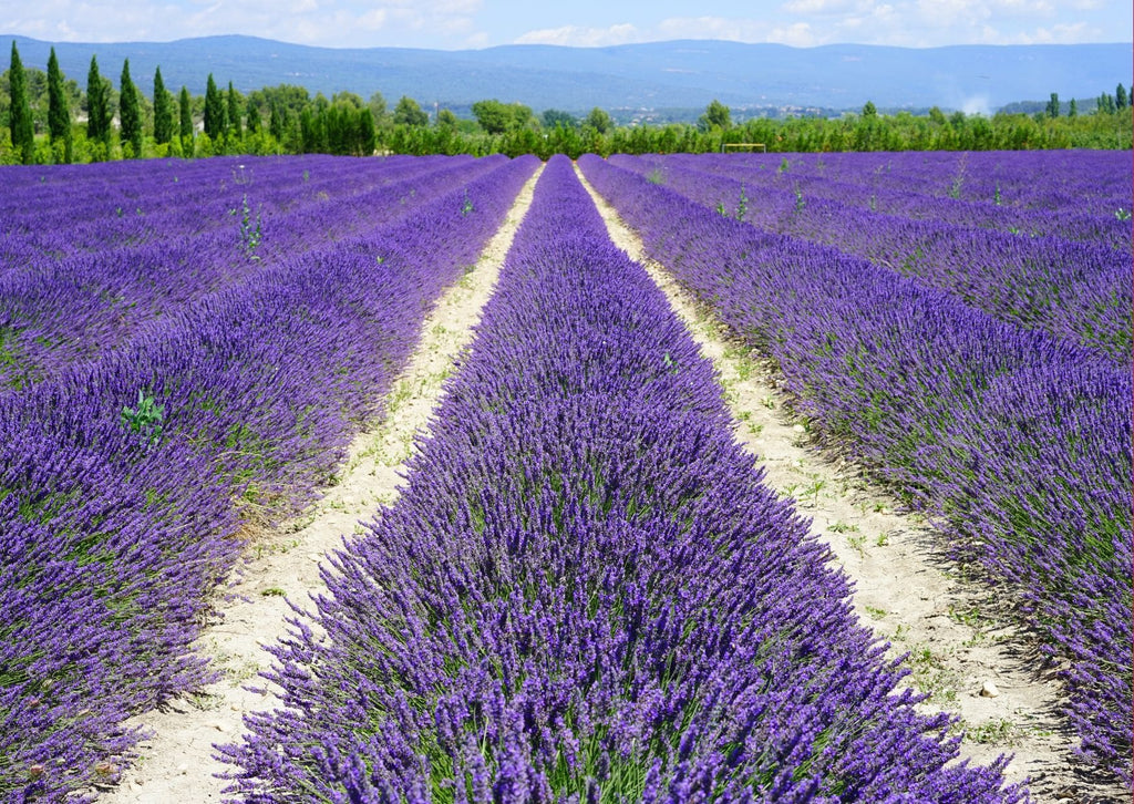 Absolème plus beaux villages de France en Provence et Occitanie