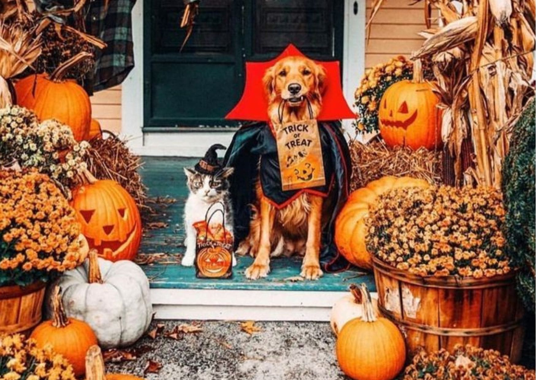 Ambiance Halloween: nos idées déco à faire pâlir d'envie vos voisins ! –  Absolème