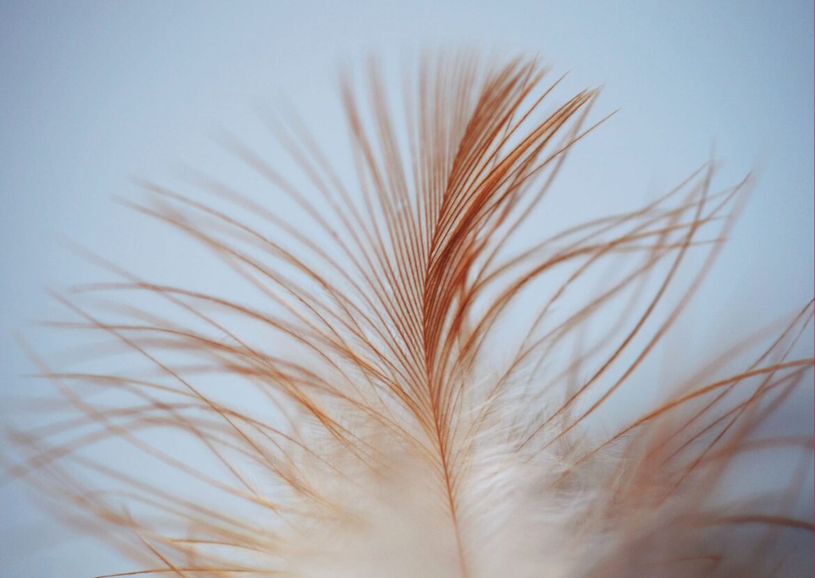 Absolème voir des plumes un signe de nos guides ?