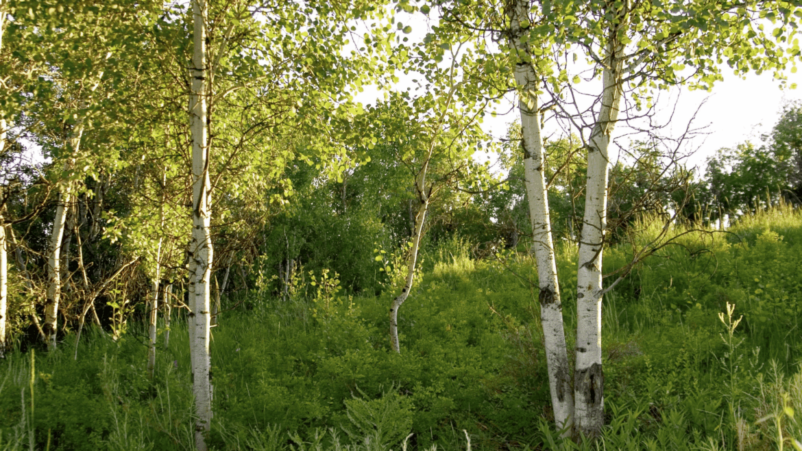 Absolème sève de bouleau detox printemps peau éclantante