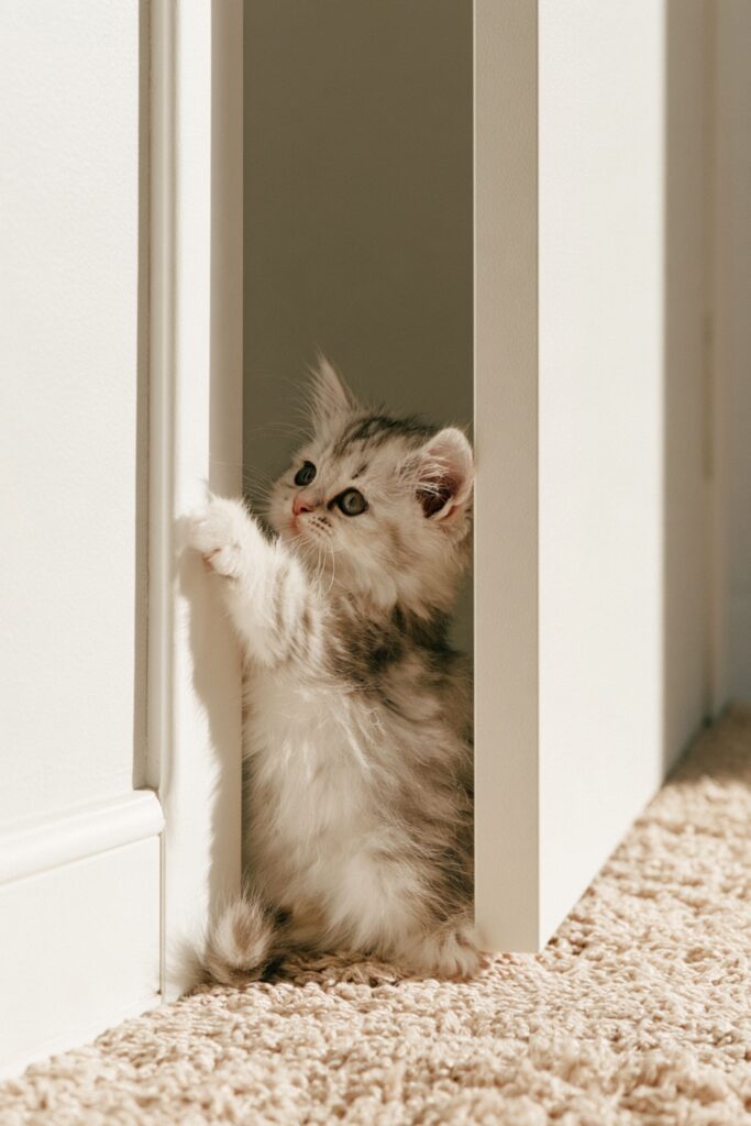 conseils pour avoir un chaton à la maison