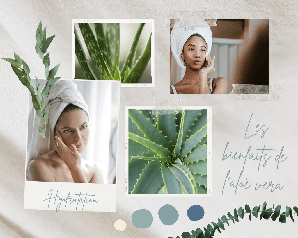 Absolème bienfaits aloe vera organisme