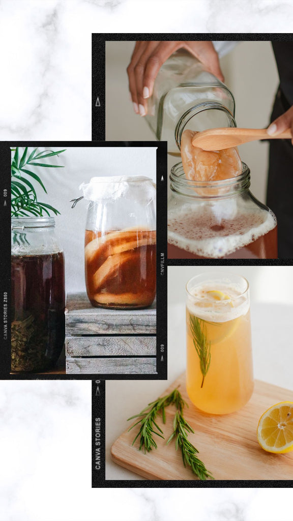 Absolème l'origine du Kombucha