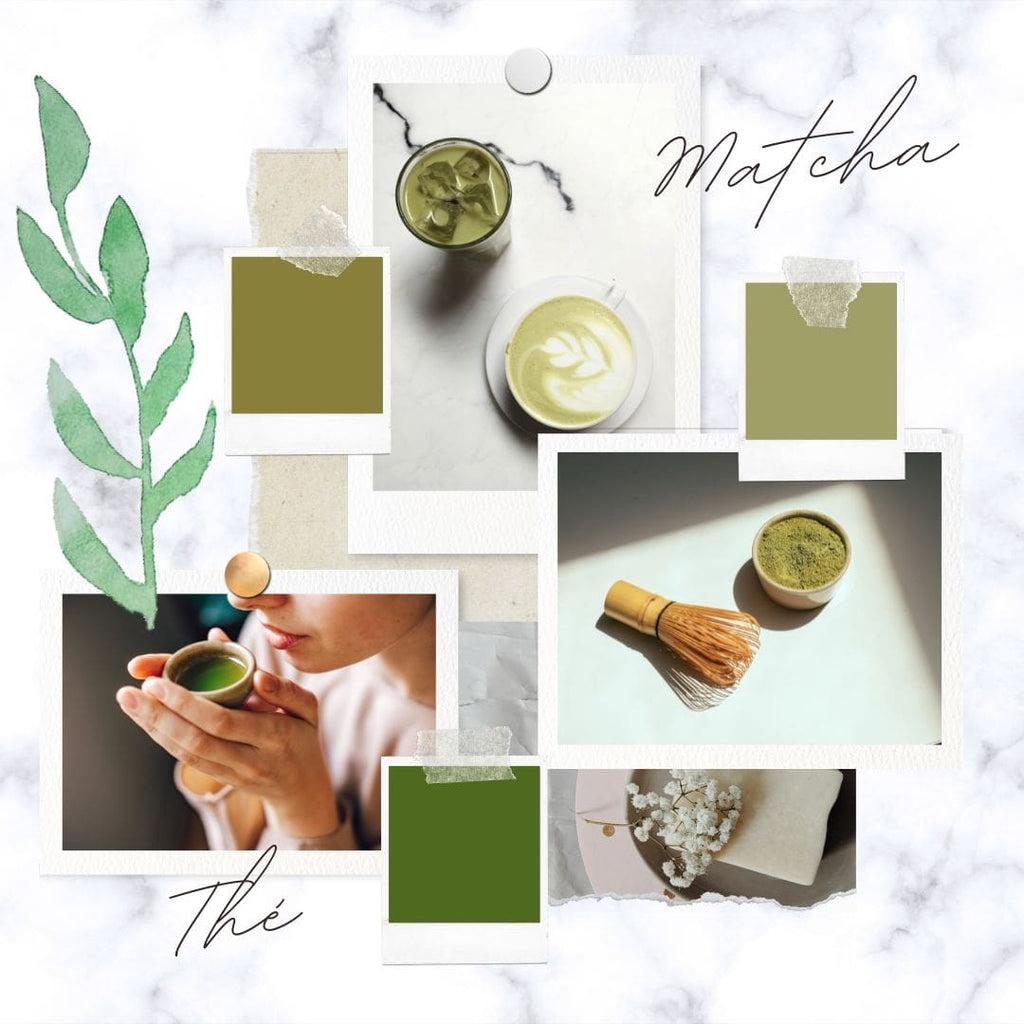 Absolème les origines du thé matcha
