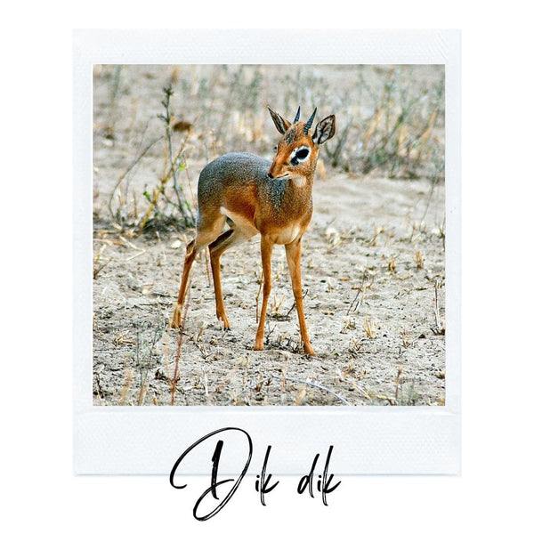 Absolème top des animaux les plus mignons dik dik