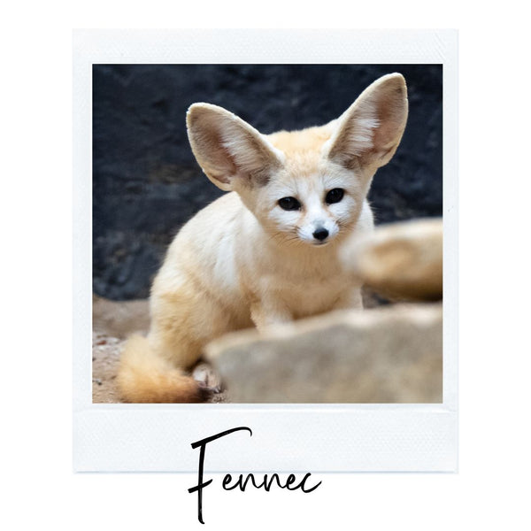 Absolème top des animaux les plus mignons fennec