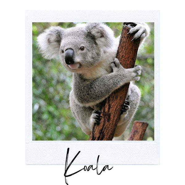 Absolème top des animaux les plus mignons koala