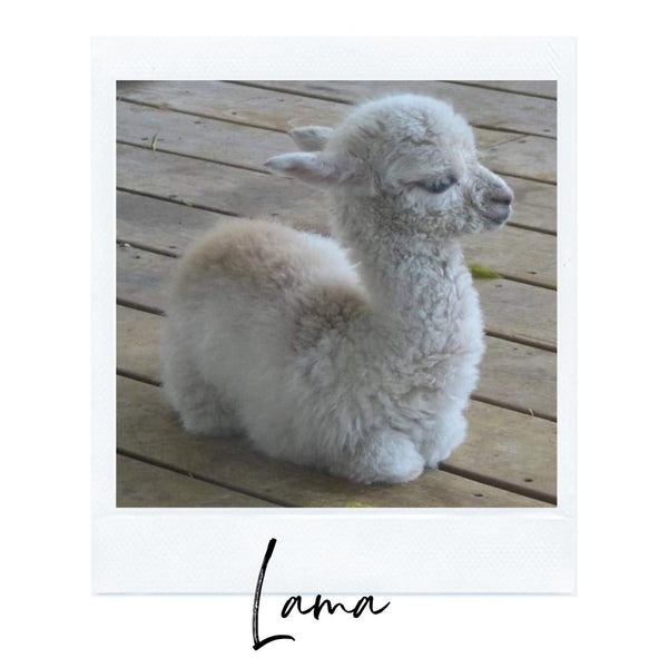 Absolème top des animaux les plus mignons bébé lama