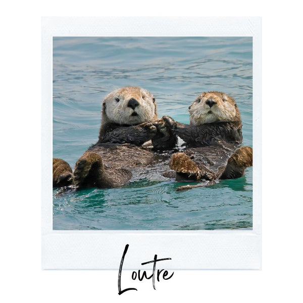 Absolème top des animaux les plus mignons loutre 