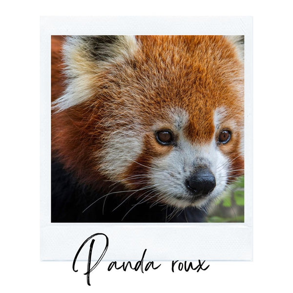 Absolème top des animaux les plus mignons panda roux