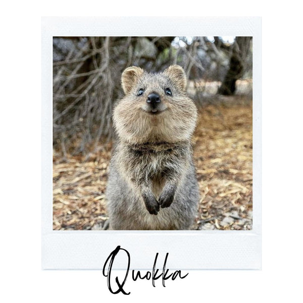 Absolème top des animaux les plus mignons quokka