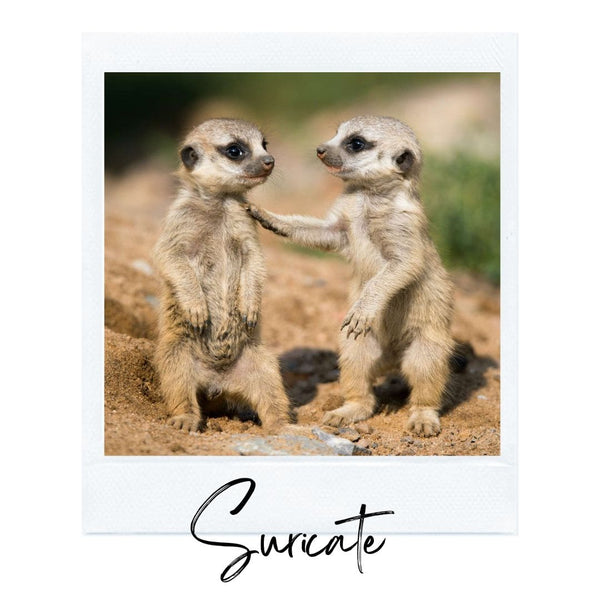 Absolème top des animaux les plus mignons suricate