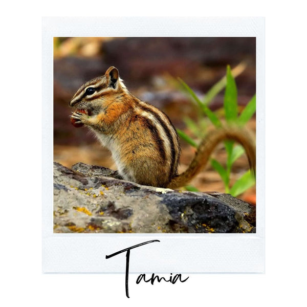 Absolème top des animaux les plus mignons tamia