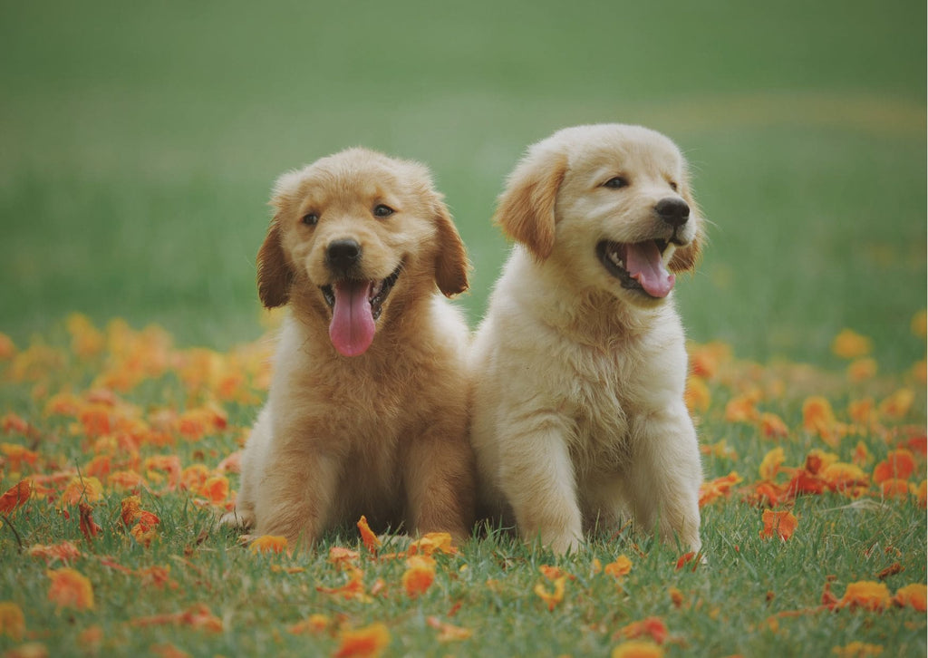 Absolème top 10 des animaux les plus mignons dans le monde