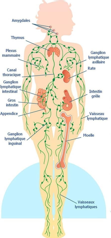 Absolème le système lymphatique