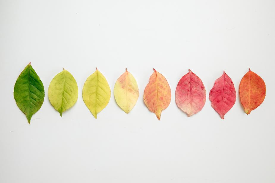 Absolème colorimétrie : quelle couleur pour mon teint ?