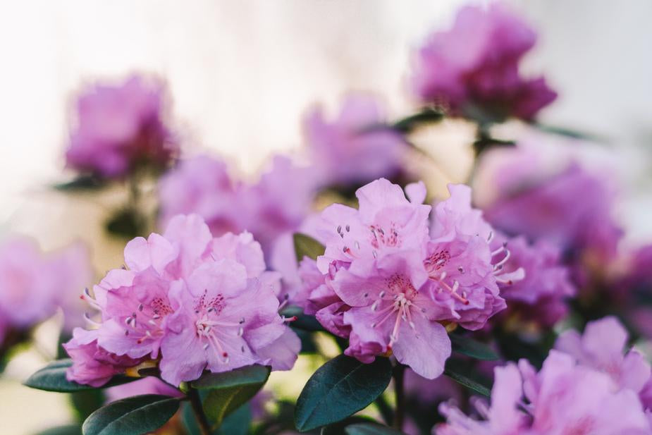 Absolème mode nos coups de coeur du printemps