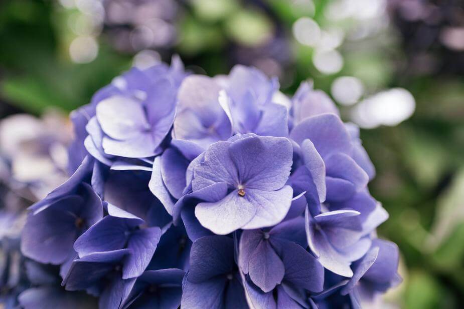 Absolème idées déco fleurs séchées